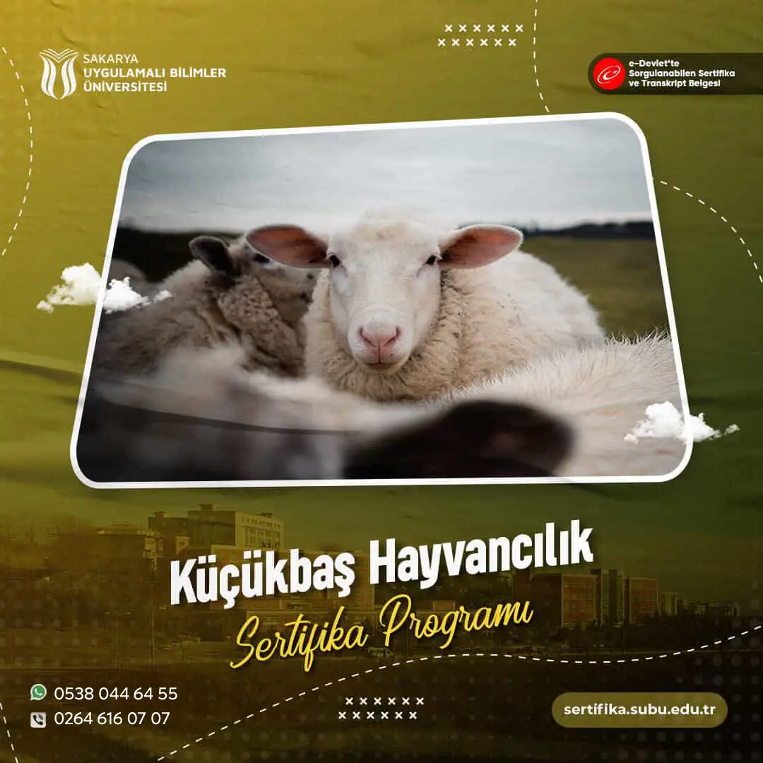 Küçükbaş Hayvancılık Sertifikası