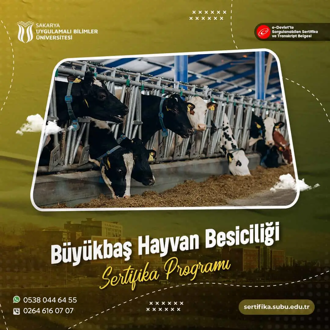 Büyükbaş Hayvan Besiciliği Sertifikası