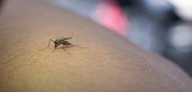 Sivrisineklerin Kaç Tane Dişi Var?
